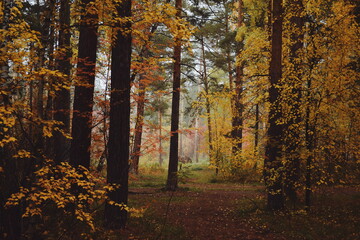 Bright red and yellow leaves of trees in the autumn forest