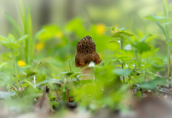 Obraz premium Edible morel mushroom in the spring forest