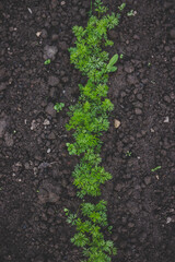 Ecologically grown green, fresh, new season  Carrots (Daucus carota) growing in home garden in brown soil, suitable for vegetarians and vegans. top view