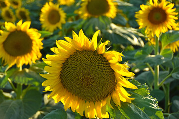 Beautiful sunflowers in a field during summer. Daytime shot during the golden hour.
