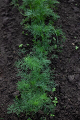 Ecologically grown green, fresh, new season Dill (Anethum graveolens) growing in home garden in brown soil, suitable for vegetarians and vegans, top view.