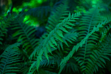 Green leaves of fern plant
