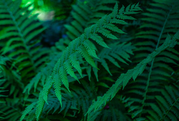 Green leaves of fern plant