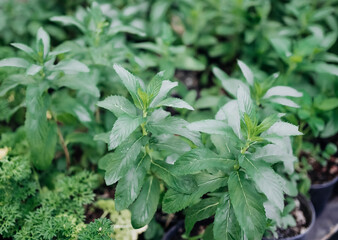 Wild mint is a mint variety with large, dark green, rounded leaves and tall, erect growth. Soft focus. 