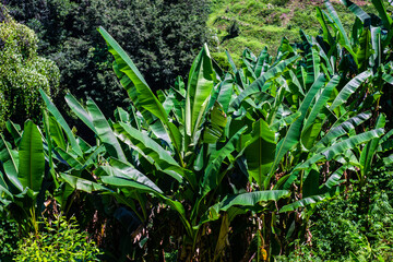 Banana forest in sunny day