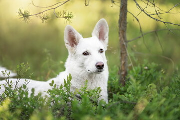 White dog lying down in green grass at forest