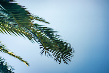 Palm tree leaves as a natural background