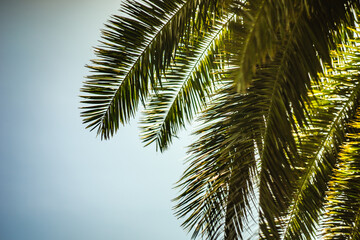 Fototapeta premium Palm tree leaves as a natural background