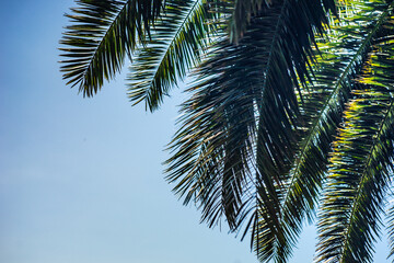 Fototapeta na wymiar Palm tree leaves as a natural background