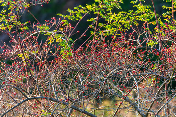 Close up of wild dogrose berry bush on green forest background at sunset. Autumn nature sunny day background. Autumn berries concept.