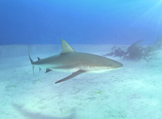 Fototapeta premium Caribbean Reef Shark Cruising the Shallows