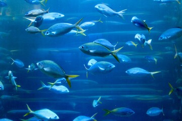 Obraz na płótnie Canvas Blue fish with yellow tail in a blue backlit aquarium