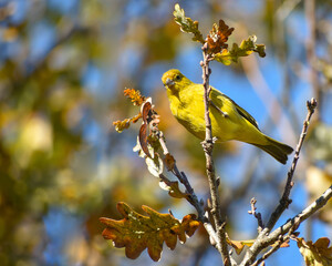 saffron finch, Sicalis flaveola, a tanager