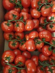 tomates