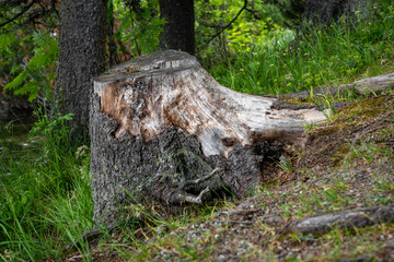 Tree stump, forest, nature, hill, Vysoké Tatry, High Tatras, Slovakia, Štrbské pleso