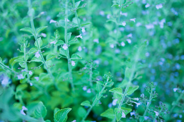 Frische Kr&auml;uter