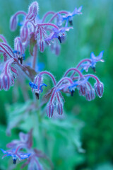 Frische Kr&auml;uter