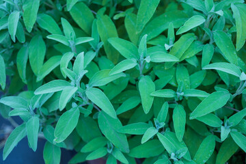 Obraz premium Frische Kräuter