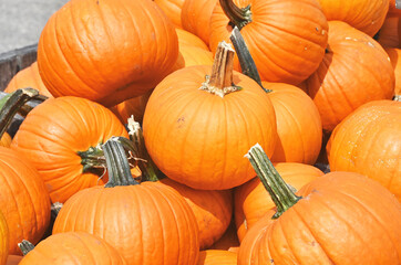 Pile of Pumpkins