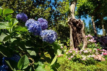 The secret garden of Villa Aldobrandini Frascati, detail of the purple hydrangea in summer with the...