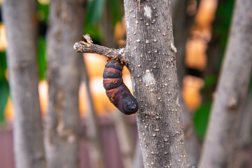 Pest: Silkworm pupa (Lymantria dispar) on a tree. - obrazy, fototapety, plakaty