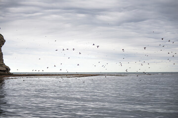 Flock of puffins