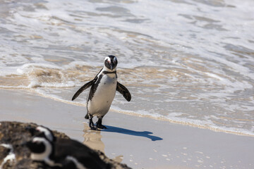 Adult African penguin on the beach exiting the Atlantic ocean waters