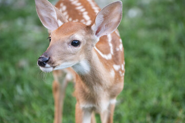 White-tailed deer fawn in an open meadow