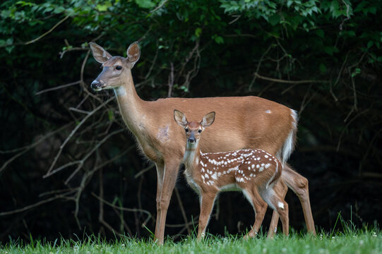 White-tailed deer doe and fawn