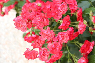 Obraz premium Rose branch with many red flowers in the garden 