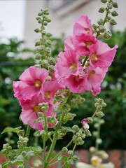 Rosa Stockrosenblüte