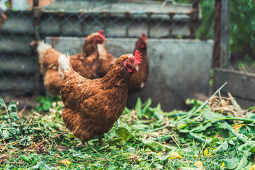 Chickens on dried grass in enclosure. Brown hens walking on heap of dried grass in enclosure on summer day on farm