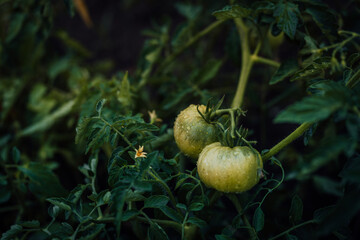 Close up of tomatoes growing in vegetable garden. Vegetables on beds with water drops. Concept of organic products and eco-friendly lifestyle.