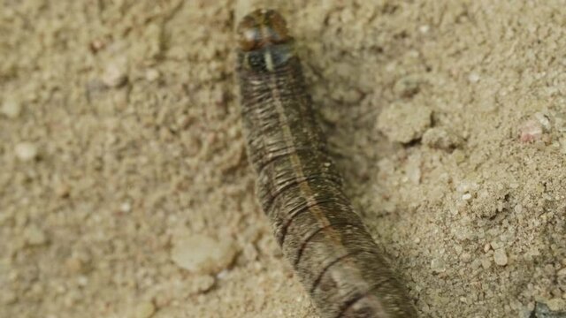 A fat caterpillar tries to move on the sand ground in the forest