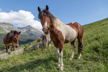 Fototapeta na wymiar brown-white horse
