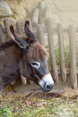 Donkey head close-up, wild animal in nature