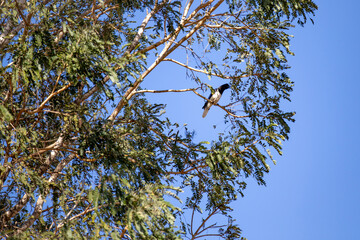 Isolated jay, rook, jackdow ,gralha (Cyanocorax cristatellus) savannah jay perched on tree in selective focus with blue sky in background.Gralha do cerrado. Cerrado biome