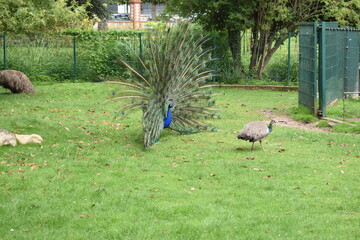 Animal sur ses gardes