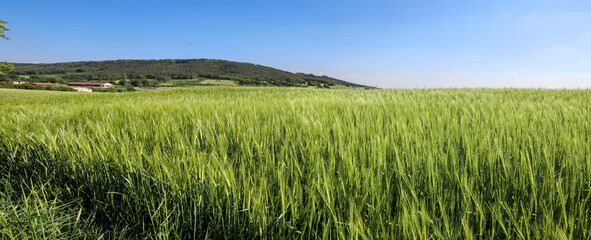 green grass and sky