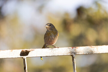 Sicalis flaveola, canário da terra. The land canary, Sicalis flaveola, is also known as the garden canary