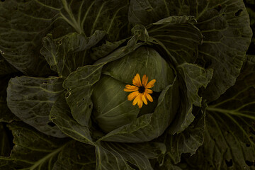 Cabbage with yellow flower