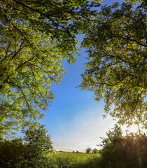 trees in the Deciduous forest