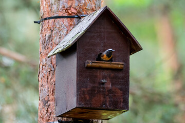 Common redstart fllying out from the birdhouse. Feeding chicks.