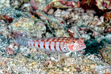 A picture of a latticed sandperch
