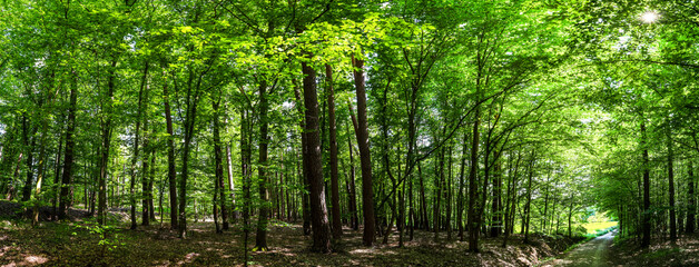 Fototapeta na wymiar green deciduous forest