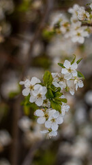 Beautiful white flowers