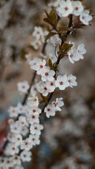 Beautiful white flowers