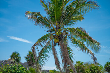 Large tall palm tree. Blue cloudless sky. There is a lot of greenery in the background. Rest, vacations, travel, relaxation. High angle view. There are no people in the photo.