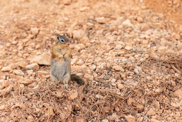 Golden mantled ground squirrel (Callospermophilus lateralis), Bryce Canyon national park, Utah, USA.