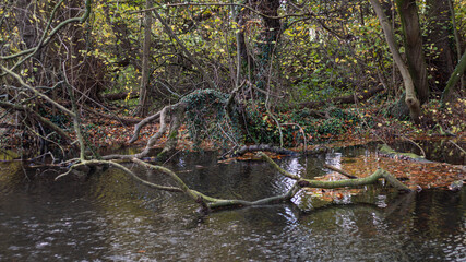 River in the forest